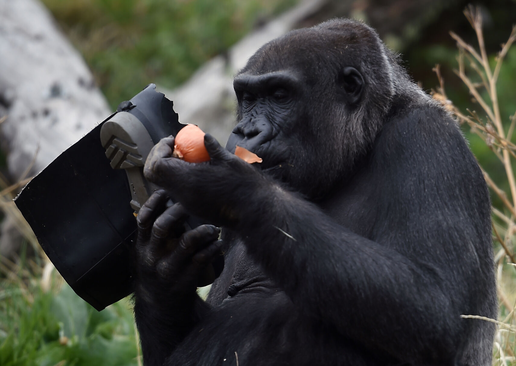 061222-life-gorilla 04.JPG